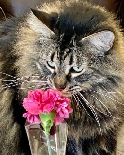 Cat with a Flower at Broadwell Senior Living