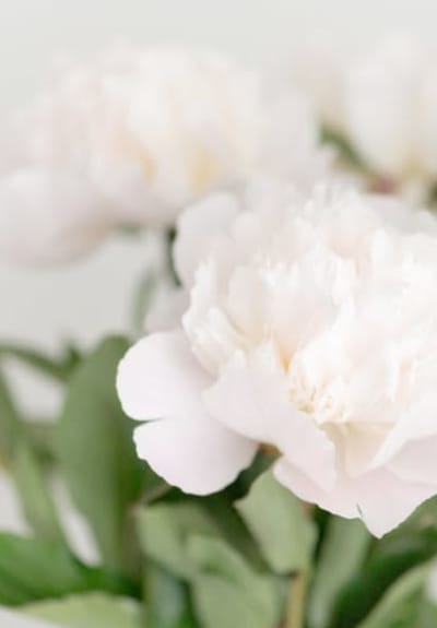 white flowers at Amira Choice Sarasota in Sarasota, Florida