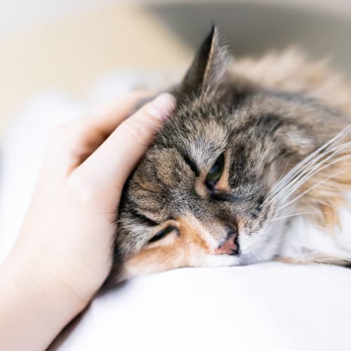 A resident petting a house cat at Albany Hill Village in Albany, Georgia