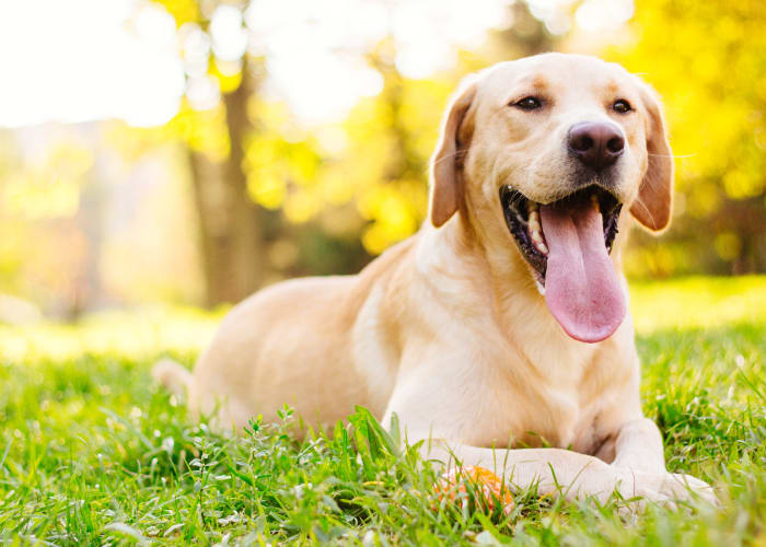 Cute dog laying on the grass at Palmetto at Tiburon View in Tiburon, California