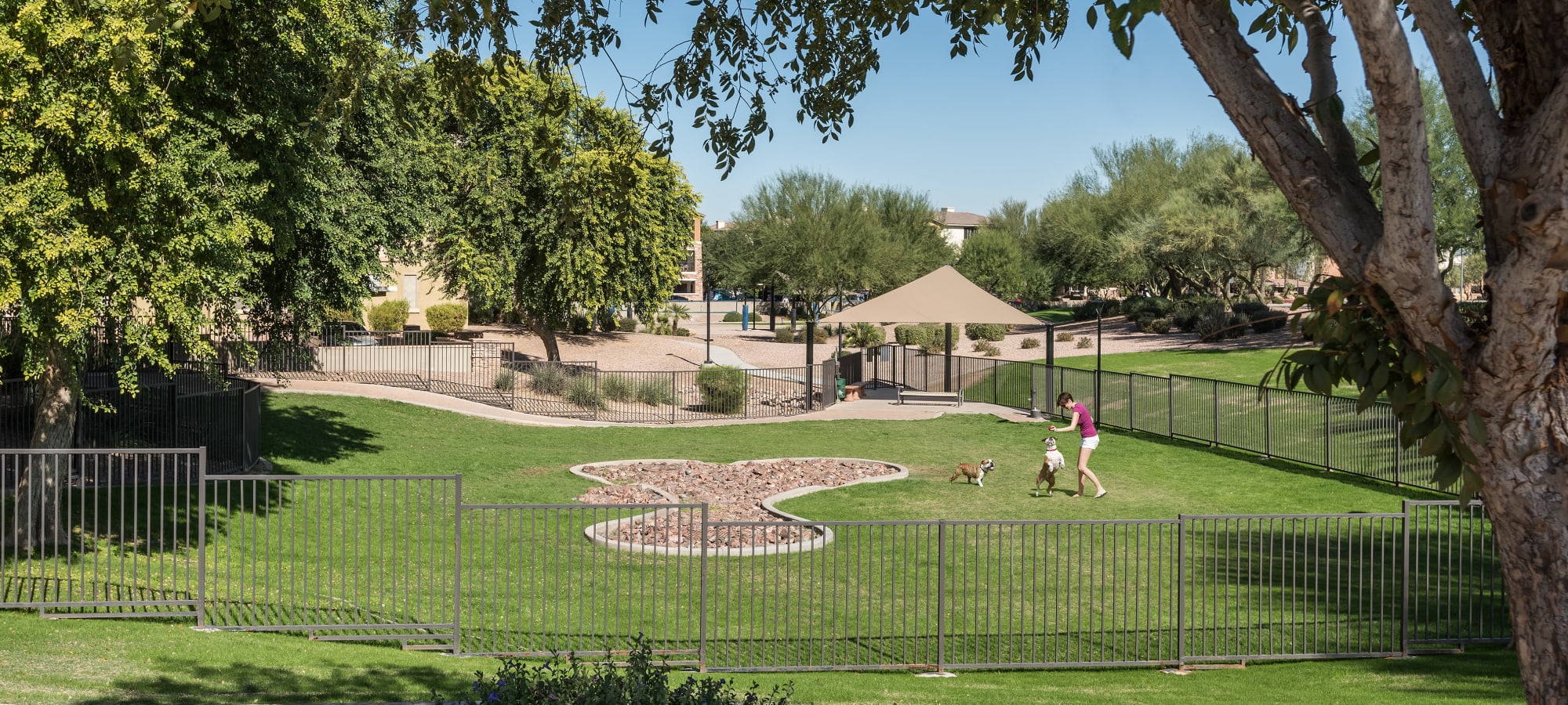 Lush dog park at Azul at Spectrum in Gilbert, Arizona