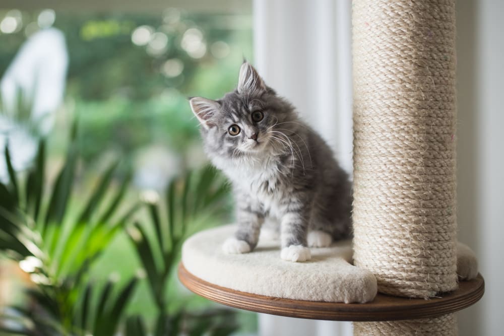 Cat standing on cat tower at Vital at Springbrook in Alcoa, Tennessee