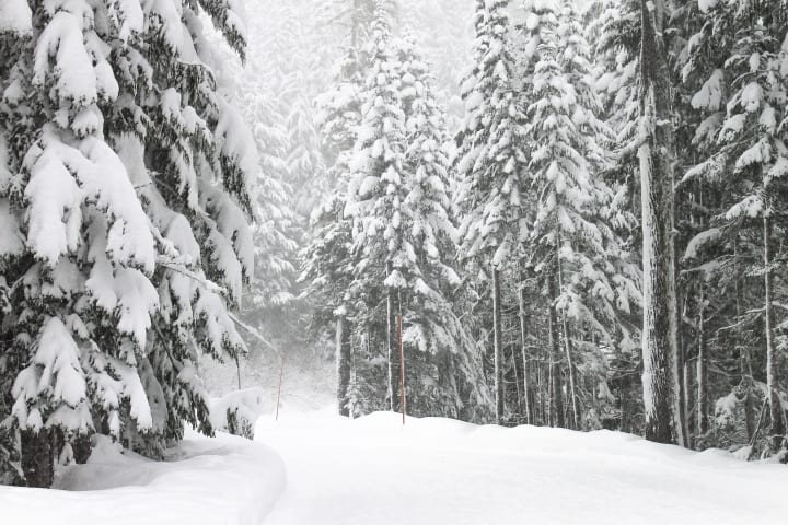 a very snowy pathway in the woods with snow covered Douglas fir trees lining the path