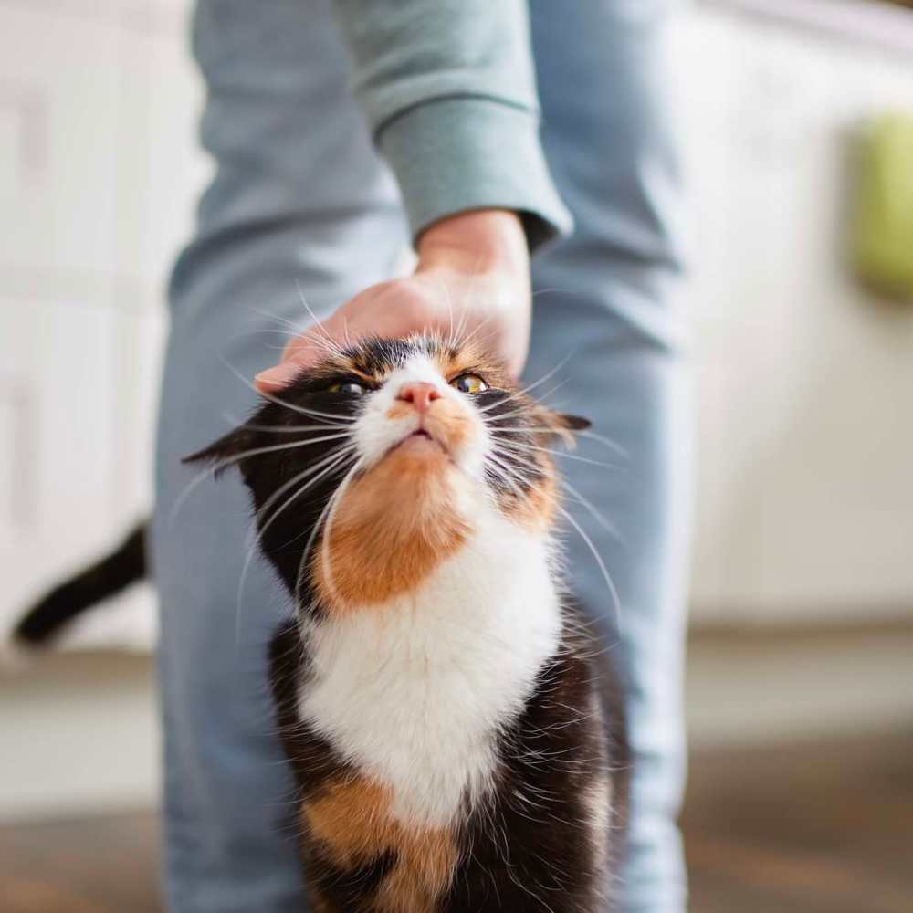 Resident playing with her cat at Winston Heights in Houston, Texas
