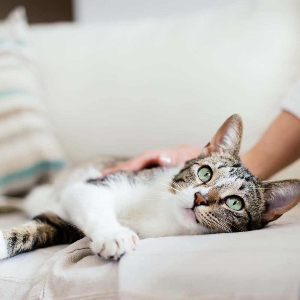 Cat relaxing at The Oliver in Charlotte, North Carolina