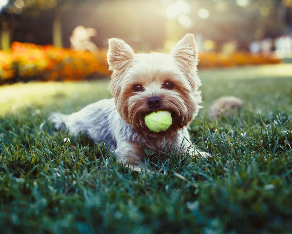 Resident terrier enjoying the lush grass at Midtown 24 in Plantation, Florida
