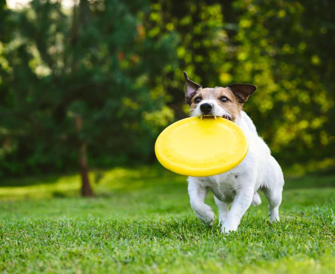 A dog running with a frisbee in a green community park at The Bungalows at Sky Vista in Reno, Nevada