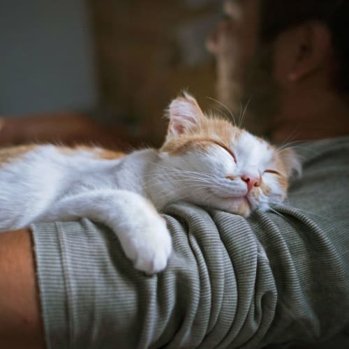 Incredible cute kitten laying on their owner on the couch at 1350 Florida in Washington, District of Columbia