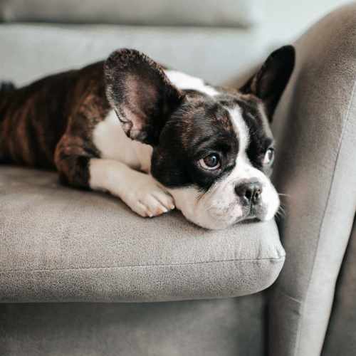 Cute pet dog at The View at Wash Park in Denver,Colorado