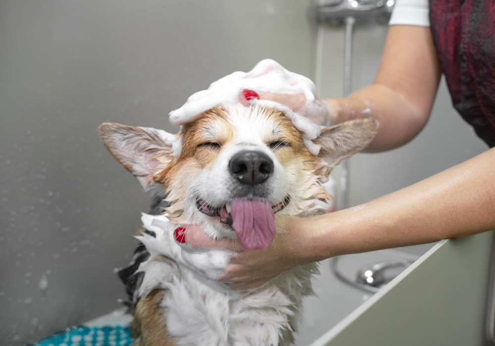 Dog getting clean at the onsite pet washing center at North Bay Landing in Panama City, Florida
