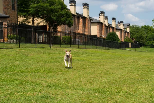 A labradoodle puppy wanting to play at Chateau de Ville