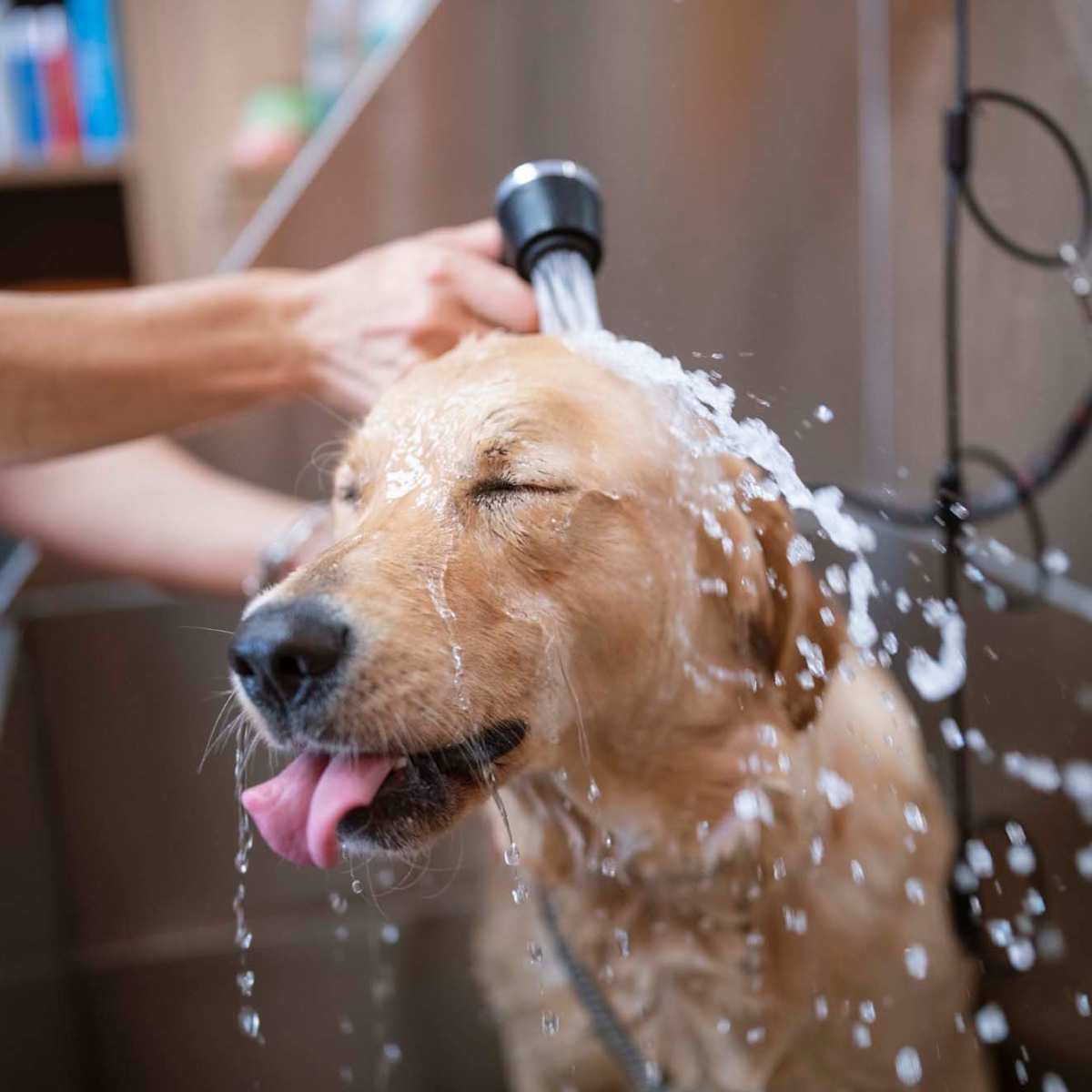 Golden retriever enjoying a bath with water splashing, person washing dog with handheld showerhead at Encore at Westgate in Leland, North Carolina