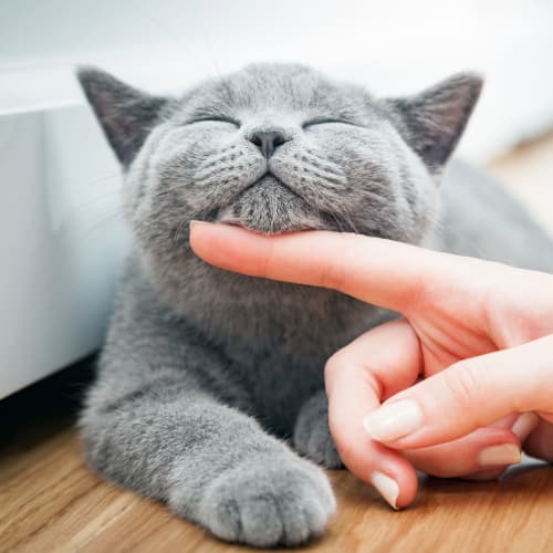 A cat being pet by a resident at Dahlgren Townhomes in Dahlgren, Virginia