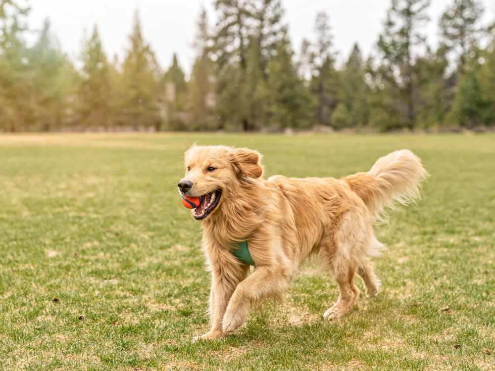 Pet dog in a park near Cape At Savona Apartments in Cape Coral, Florida 