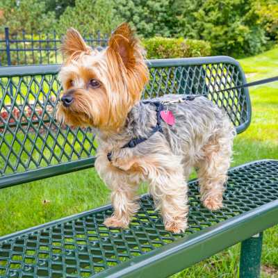 Dog on the bench at Orchard Hills, Jeffersonville, Indiana
