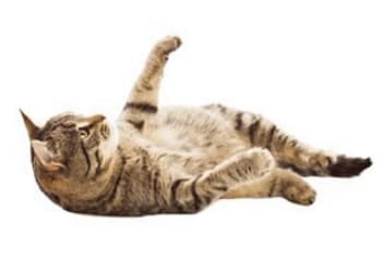 Happy, playful kitten at Value Pet Clinic - Kent