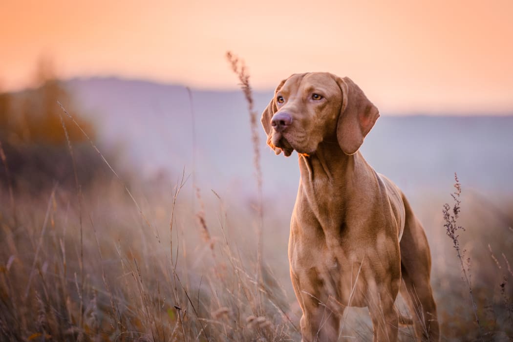 Dog in a field in Wichita, Kansas near Silver Springs Apartments