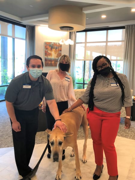 Three team members stand around Penny, the great dane therapy dog, petting her 
