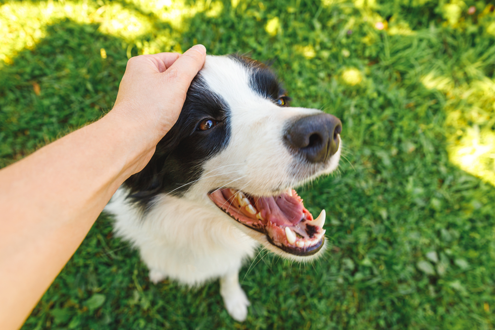 Person petting dog at Artisan at East Village Apartments in Oxnard, California