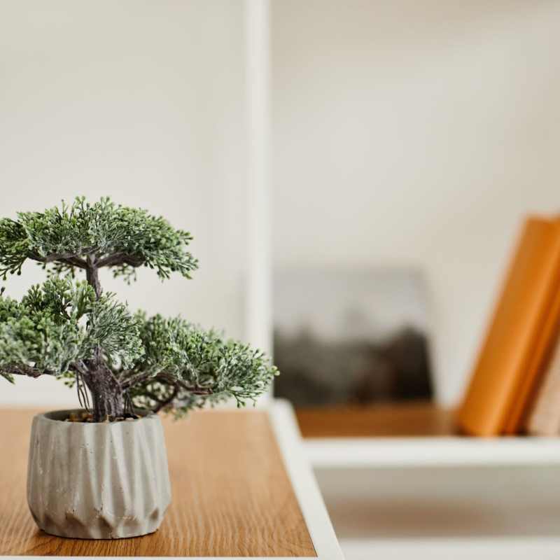 Bonsai tree and a book shelf at Villa Escondido in Orange Cove, California