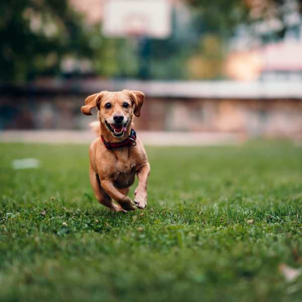 Pet friendly apartments at Windfern Meadows in Houston, Texas