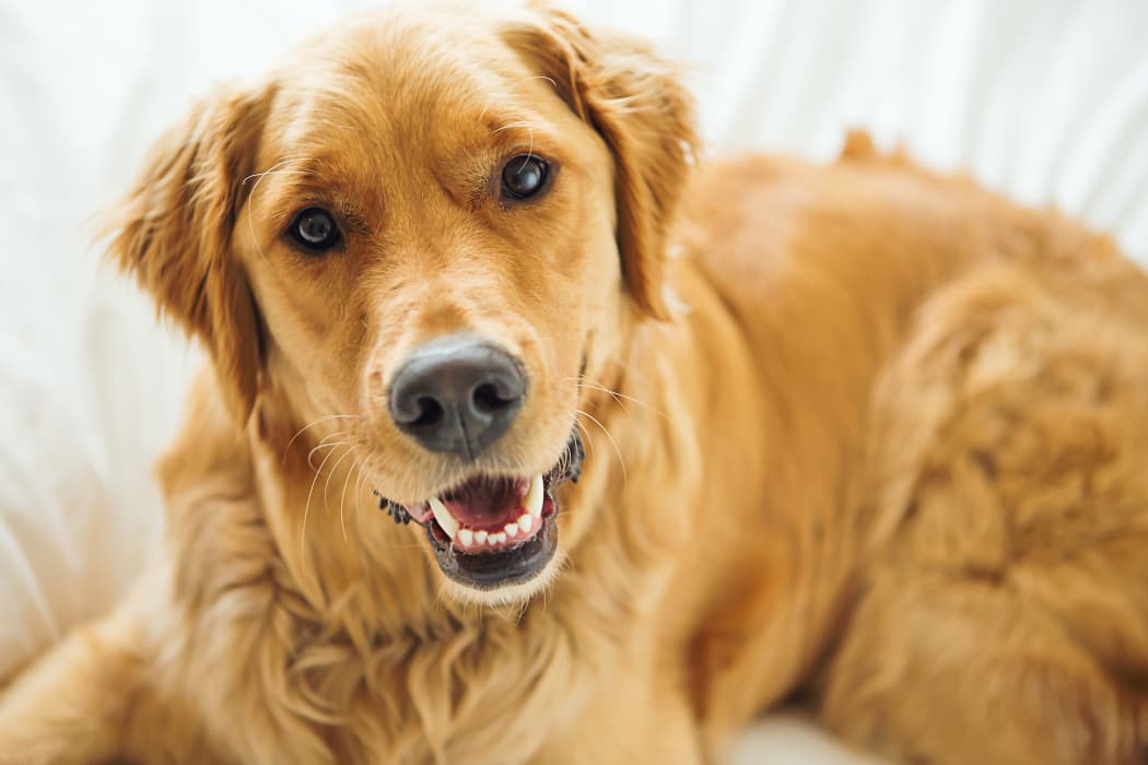 Happy golden retriever at Mission Point Apartments in Moore, Oklahoma