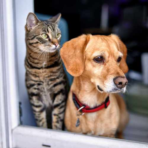 Dog and cat staring outside from a window at Eden Tower Apartments in Reno, Nevada
