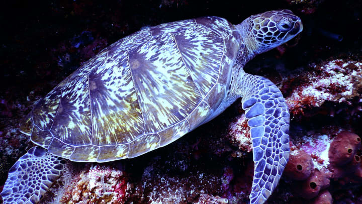Sea turtle at the Tennessee Aquarium near Legends of White Oak in Ooltewah, Tennessee