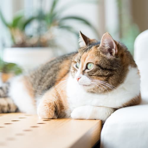 A house cat laying down in a home at Silver Strand I in Coronado, California