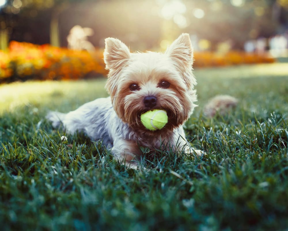 Handsome pup relaxing with his ball outside on the green grass at The Bentley at Marietta in Marietta, Georgia
