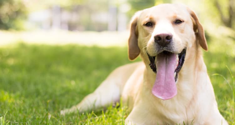 Dog sitting on grass at King Solomon Apartments