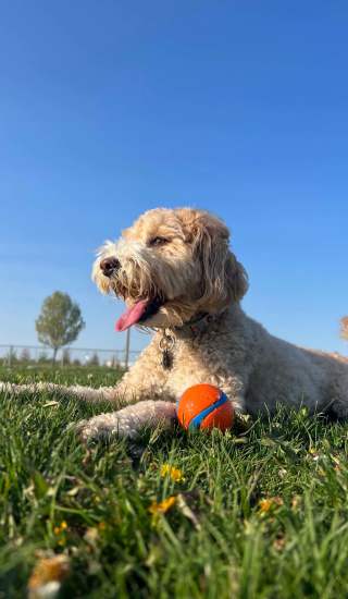 A happy pup at Cornell Midtown in Dallas, Texas