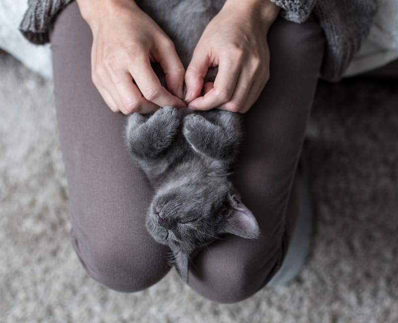 Cat laying on their residents lap at Legacy at Tech Center in Newport News, Virginia