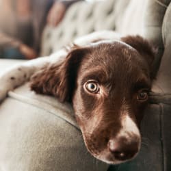 Dog laying on the couch at Avilla Gateway in Phoenix, Arizona