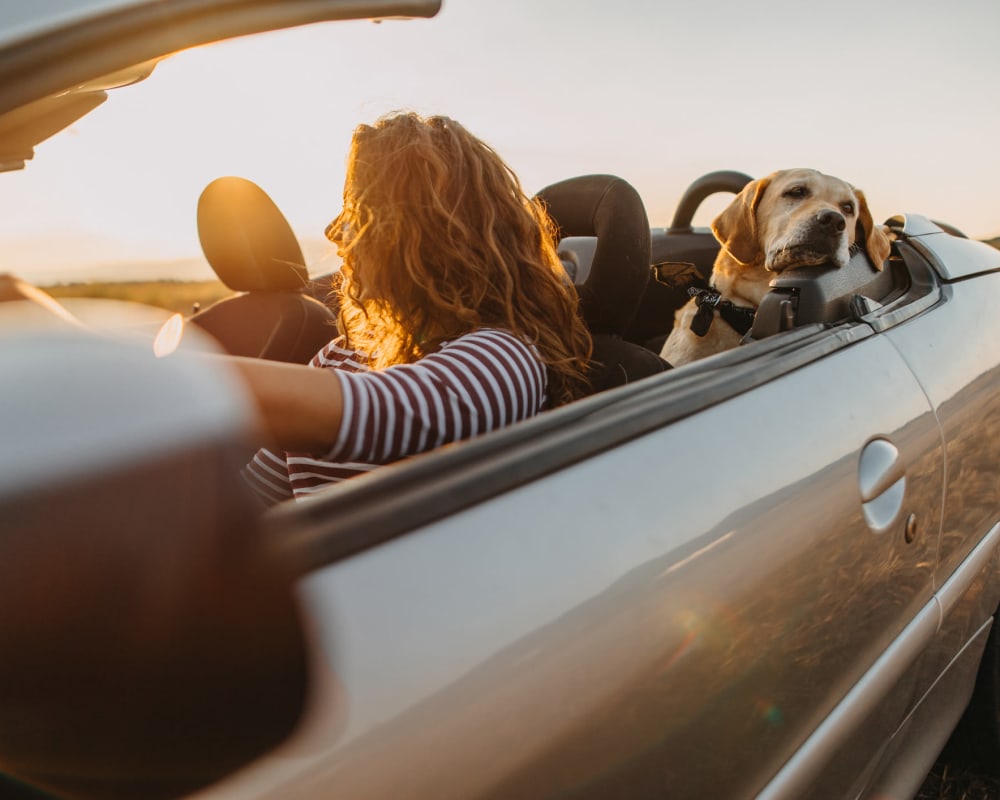 Resident and her dog taking a sunset drive with the top down near The Ranch at Shadow Lake in Houston, Texas
