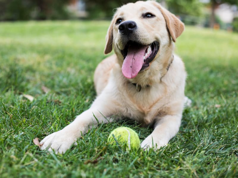 Happy dog with tennis ball at Sailpointe Apartment Homes in South Pasadena, Florida