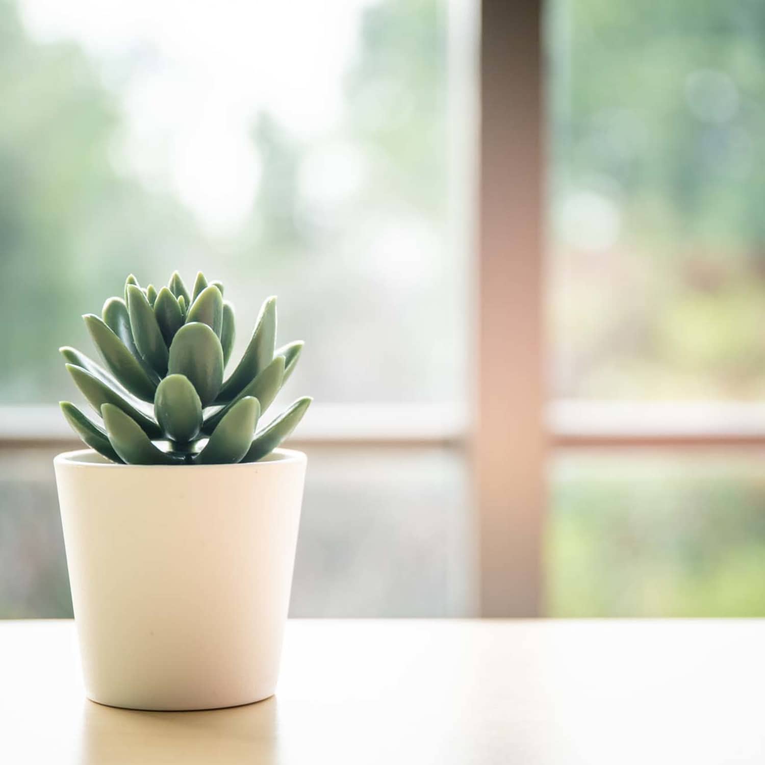 An indoor plant at Sherwood Pointe Apartments in Shawnee, Oklahoma