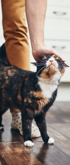 Happy cat at K Street Flats Apartment Homes in Berkeley, California