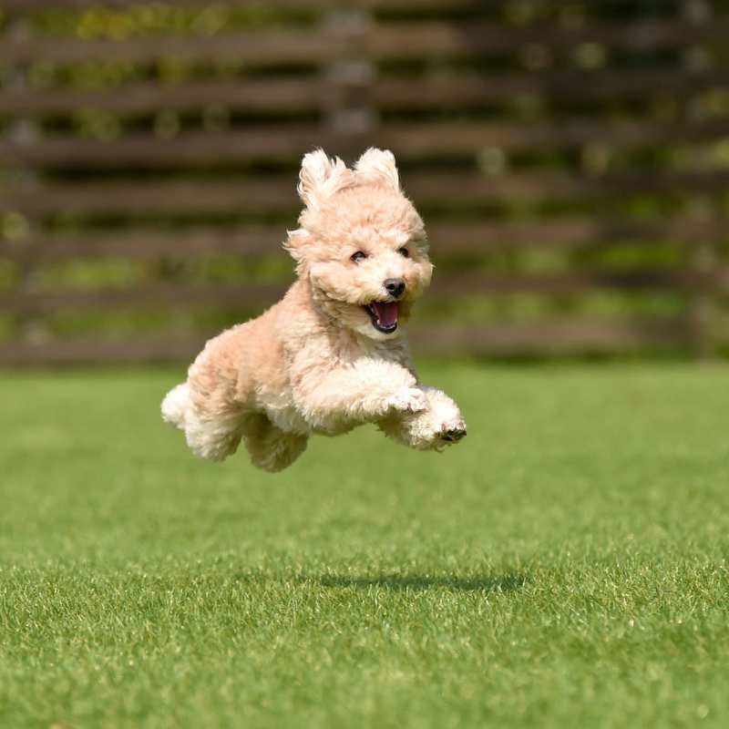 A happy dog at Acclaim at Greenbrier, Chesapeake, Virginia