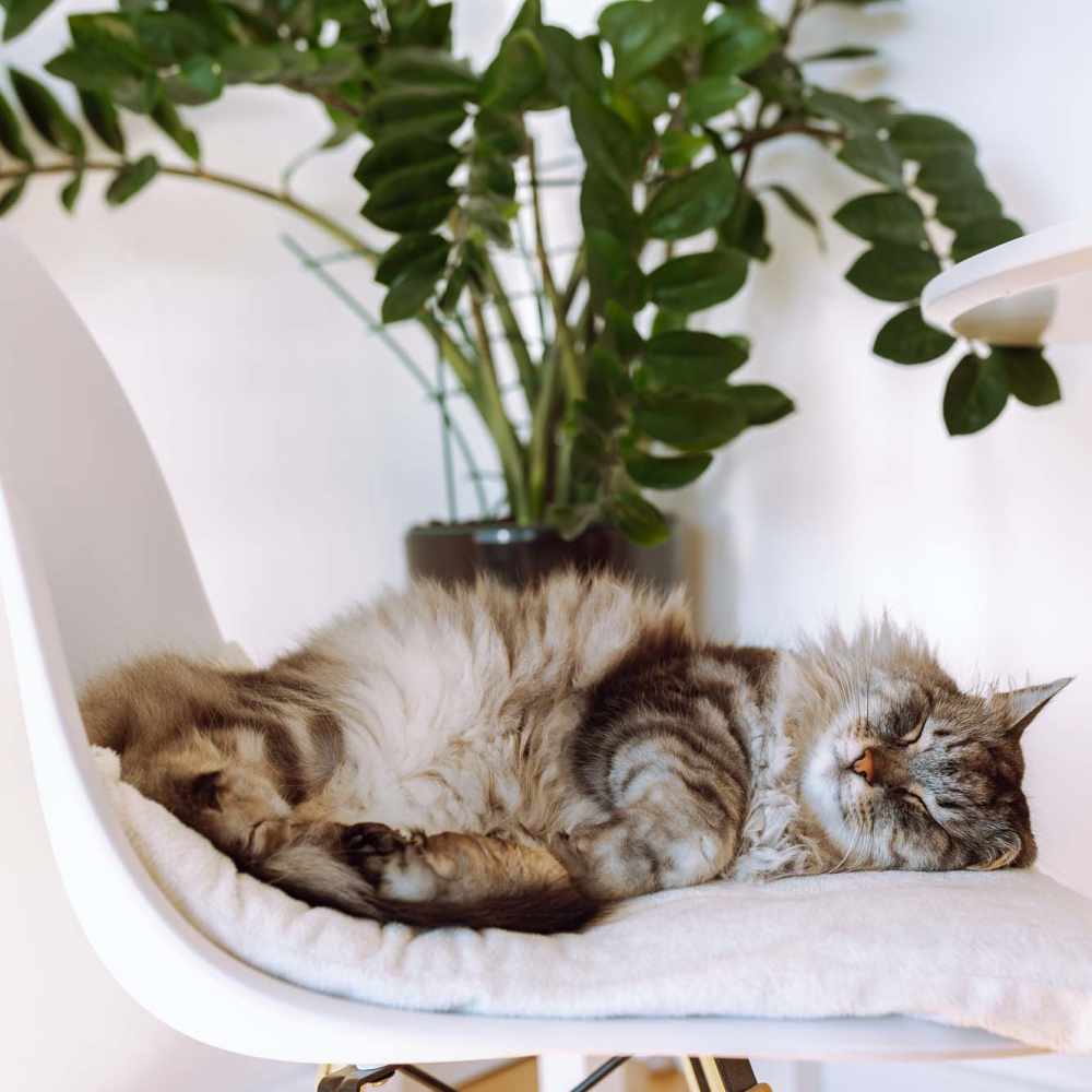 Fluffy cat sleeping on chair cushion Russ Town Crossing in Ruston, Louisiana