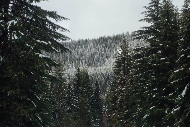 an image above Douglas fir trees with light snow on them 