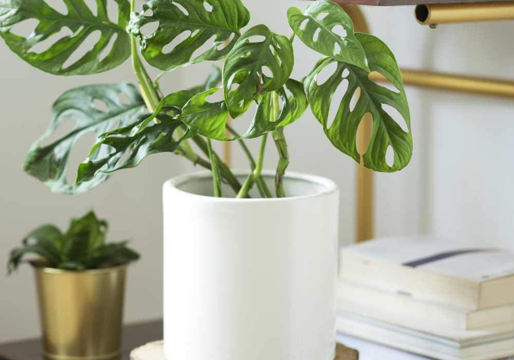 Close-up of houseplants and bookshelf at Gateway Plaza Apartments in Portland, Oregon