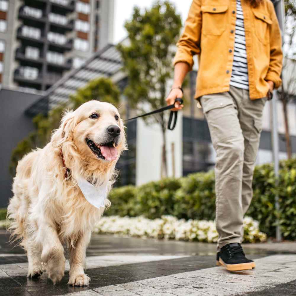 Resident taking his dog for a walk at DOCK 59 in Portland, Oregon