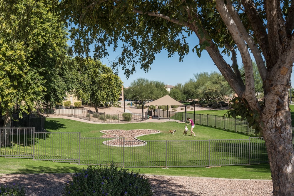 Resident and her dogs playing at the dog park at Azul at Spectrum in Gilbert, Arizona