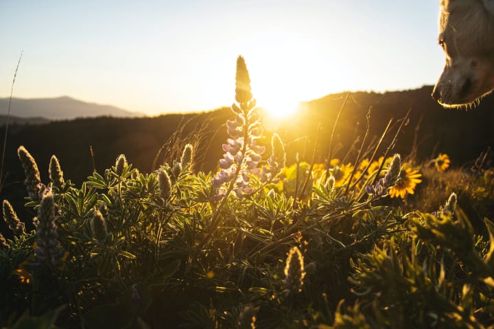 sunset with shadows of wildflowers 