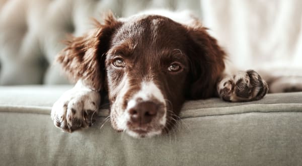 Dog on a couch at Kearney Plaza in Commerce City, Colorado