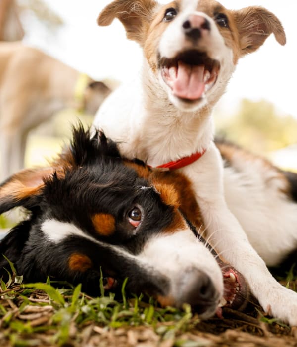 resident pups at Sand Cove in Foster City, California