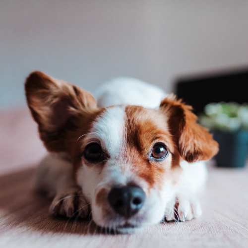 View our pet policy at Academy Heights in Colorado Springs, Colorado
