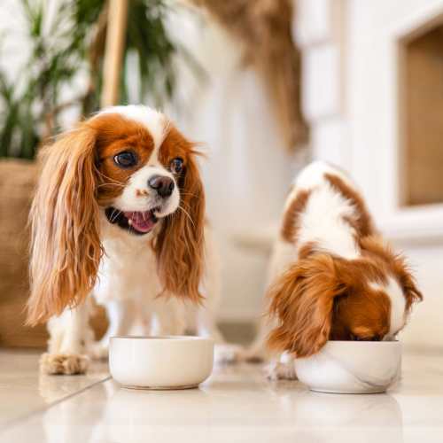 View the pet policy at Village of the Pines in Reno, Nevada