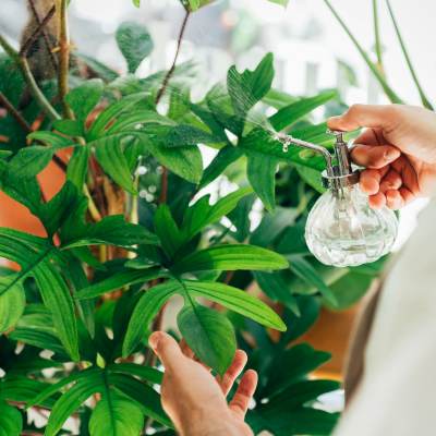 Watering plants at Tryon Farms in Charlotte, North Carolina  
